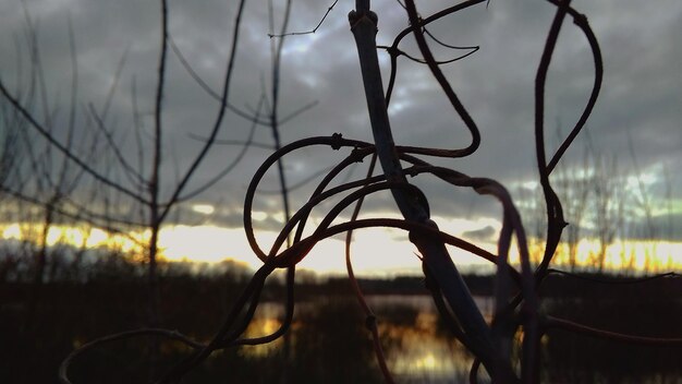 Foto close-up van een silhouetplant op het veld tegen de hemel bij zonsondergang