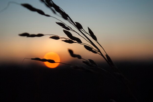 Foto close-up van een silhouetplant op het veld tegen de hemel tijdens de zonsondergang