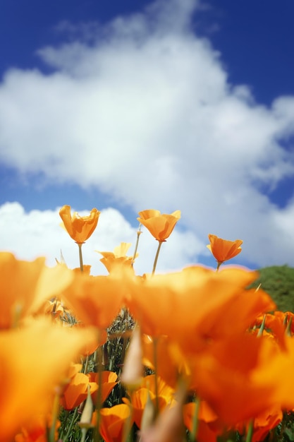 Foto close-up van een sinaasappelbloeiende plant op het veld tegen de lucht