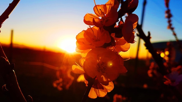 Foto close-up van een sinaasappelbloeiende plant tegen de hemel bij zonsondergang