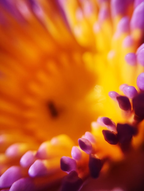 Foto close-up van een sinaasappelbloeiende plant