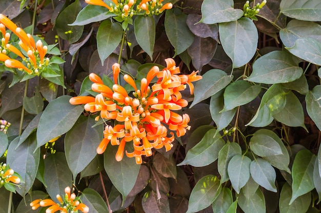 Foto close-up van een sinaasappelbloeiende plant