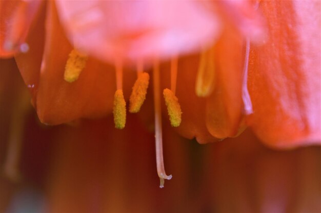 Foto close-up van een sinaasappelbloeiende plant