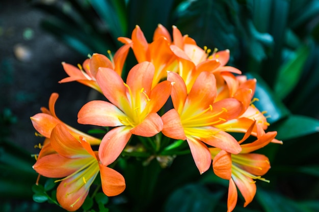 Close-up van een sinaasappelbloeiende plant