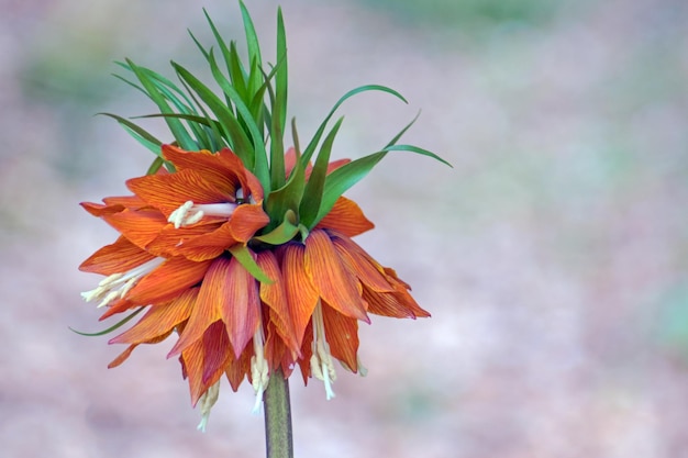 Close-up van een sinaasappelbloeiende plant