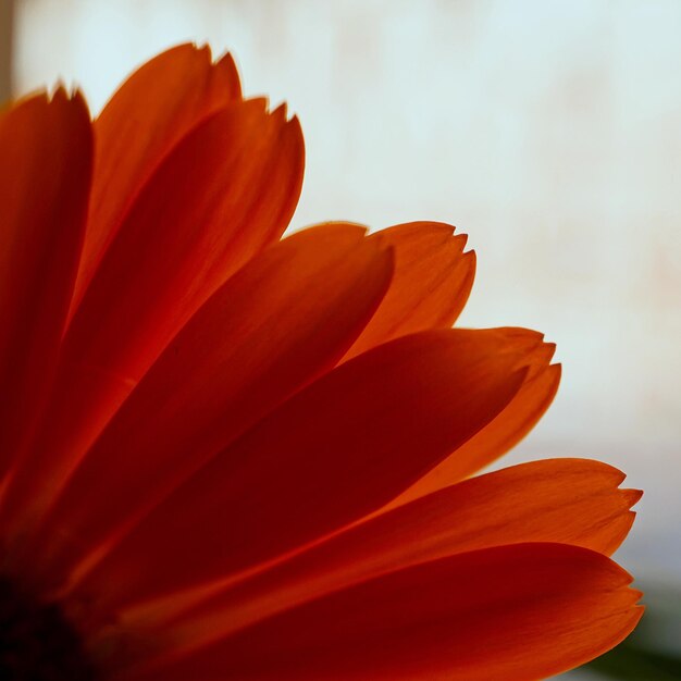 Foto close-up van een sinaasappelbloem die buiten bloeit