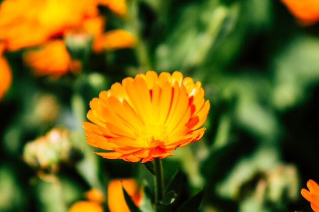 Foto close-up van een sinaasappelbloem op het veld