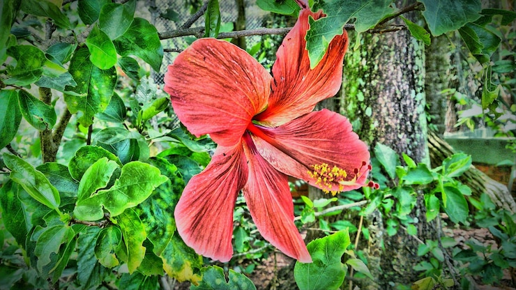 Foto close-up van een sinaasappelbloem