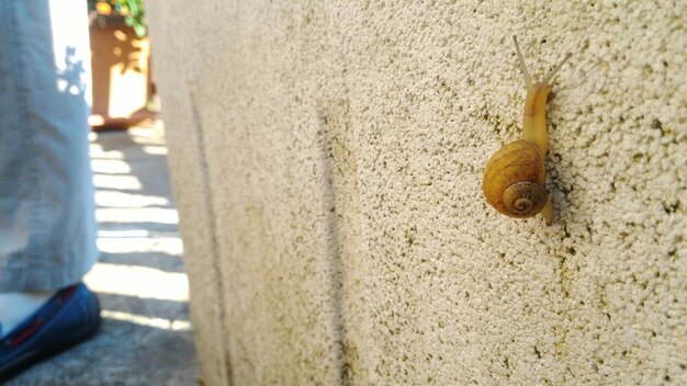 Foto close-up van een slak op de muur