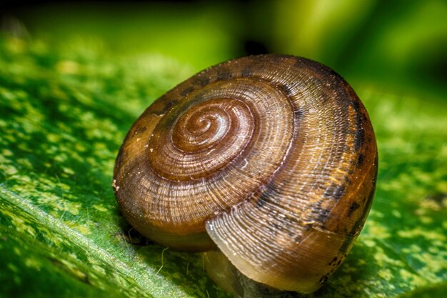 Close-up van een slak op een blad