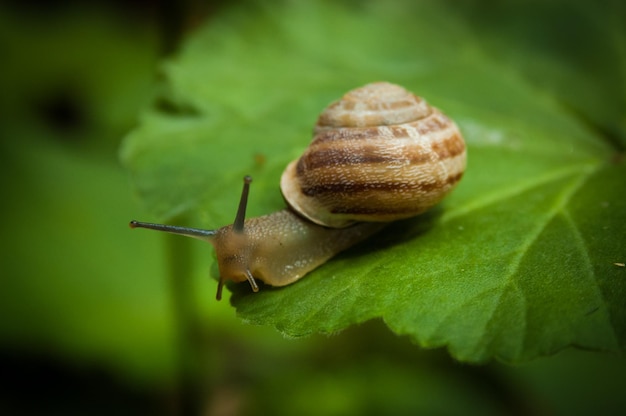 Close-up van een slak op een blad