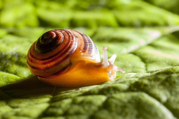 Foto close-up van een slak op een blad