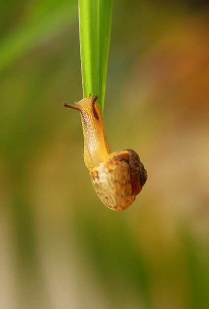 Close-up van een slak op een blad