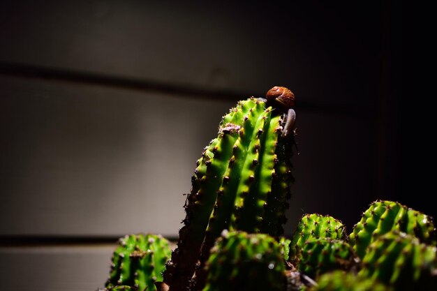 Foto close-up van een slak op een cactus tegen de muur