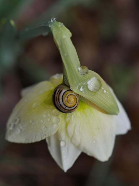 Foto close-up van een slak op een natte bloem