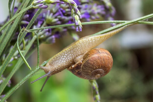 Foto close-up van een slak op een plant