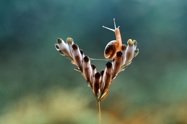 Close-up van een slak op een plant