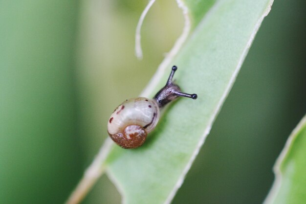 Foto close-up van een slak op een plant