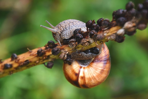 Close-up van een slak op een plant