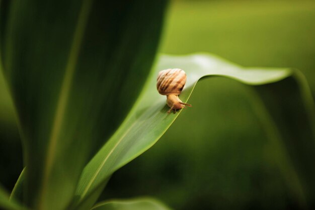 Close-up van een slak op een plant