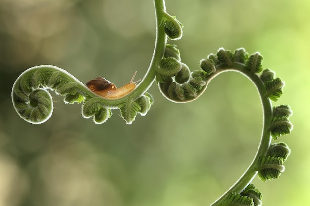 Foto close-up van een slak op een plant