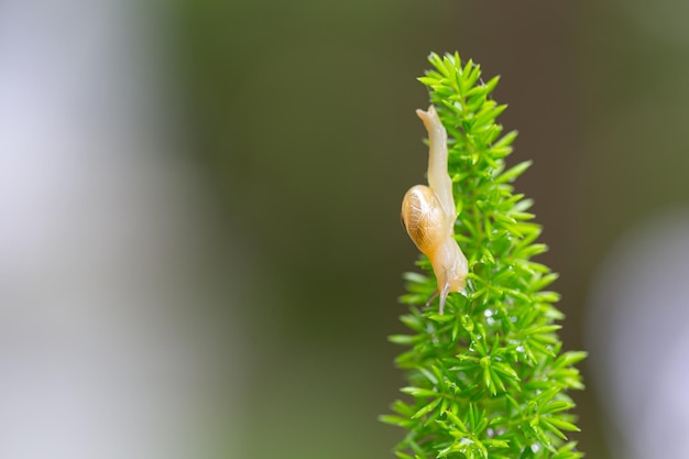 Foto close-up van een slak op een plant