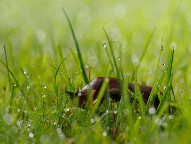 Close-up van een slak op gras