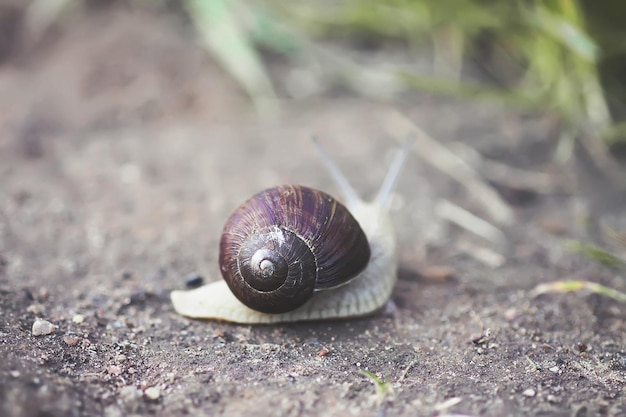 Foto close-up van een slak op het land