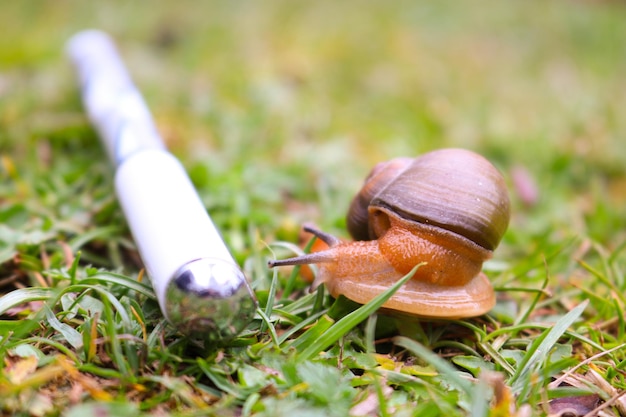 Foto close-up van een slak op het veld