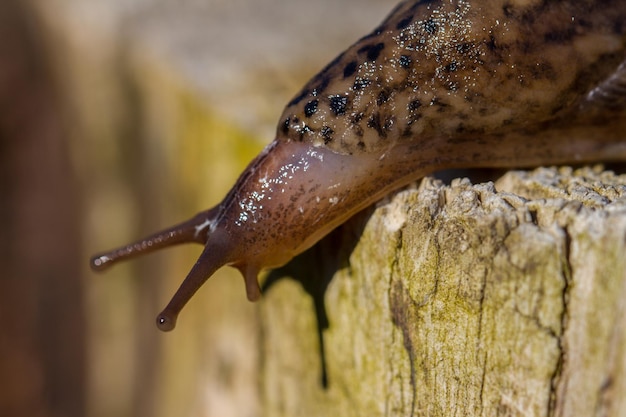 Close-up van een slak op hout