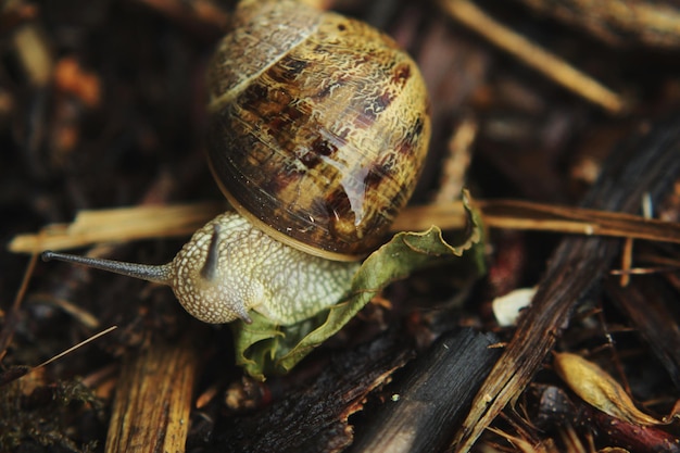 Close-up van een slak op hout