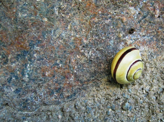 Close-up van een slak op zee