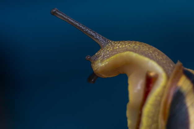 Foto close-up van een slak tegen een blauwe achtergrond