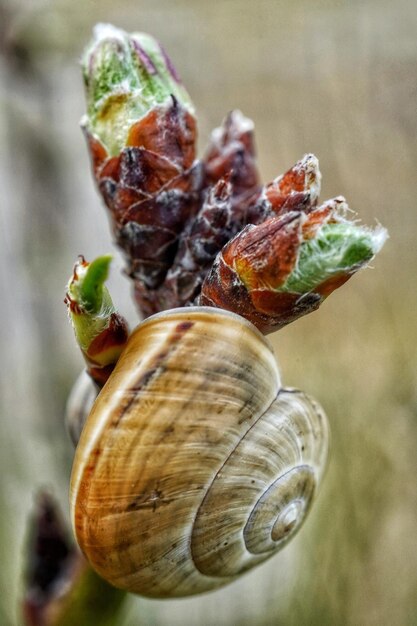 Close-up van een slak