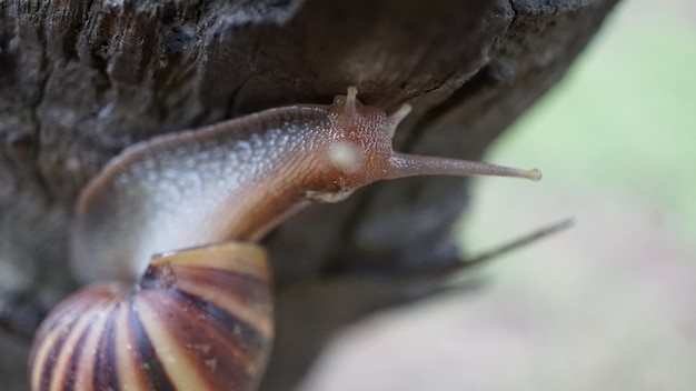 Foto close-up van een slak