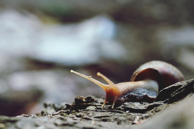 Foto close-up van een slak