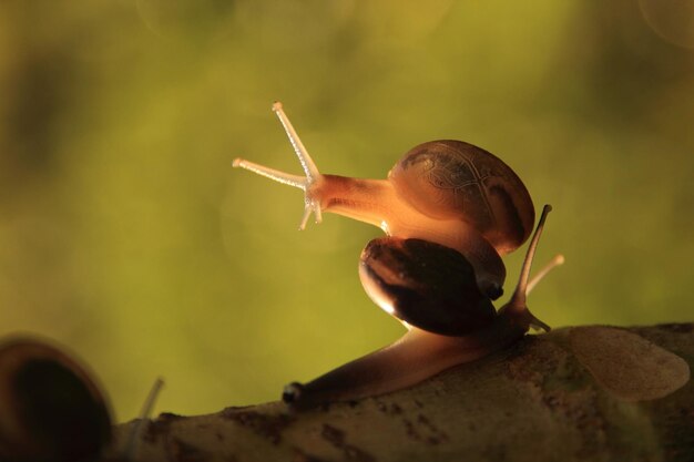 Close-up van een slak