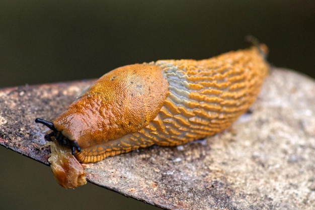 Foto close-up van een slak