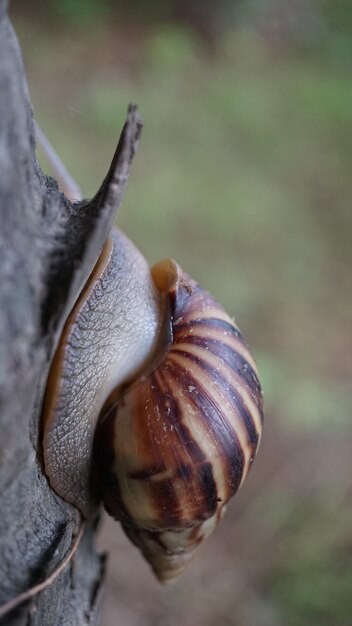 Foto close-up van een slak