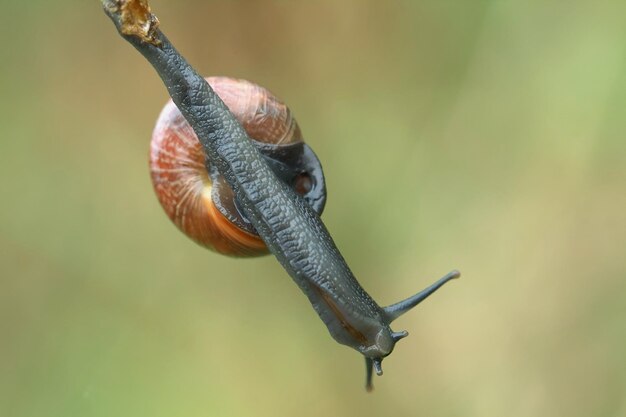 Foto close-up van een slak