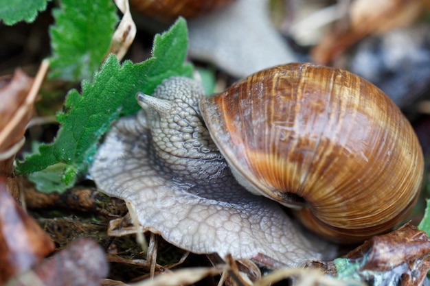 Close-up van een slak