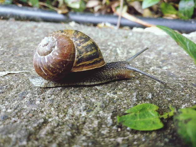 Close-up van een slak