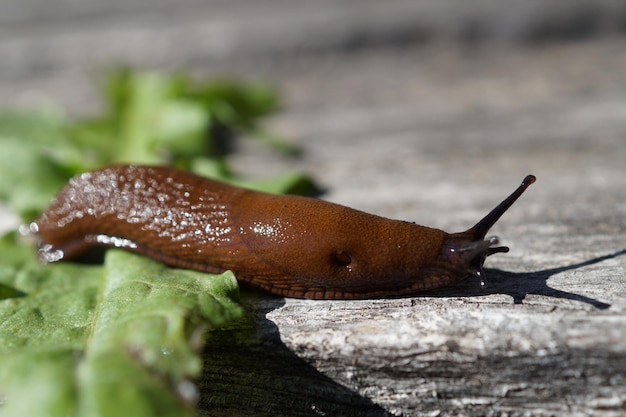 Foto close-up van een slak