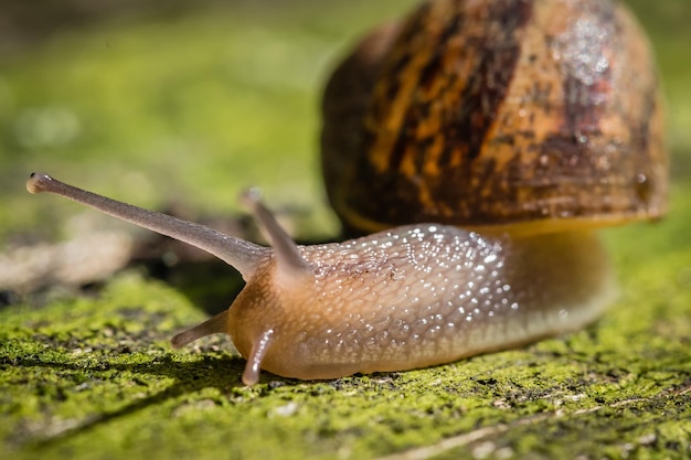 Foto close-up van een slak