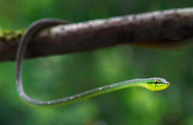 Foto close-up van een slang op een blad