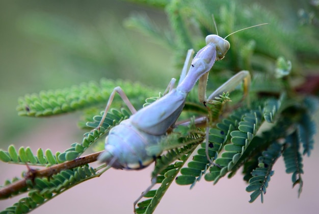 Foto close-up van een slang op een plant