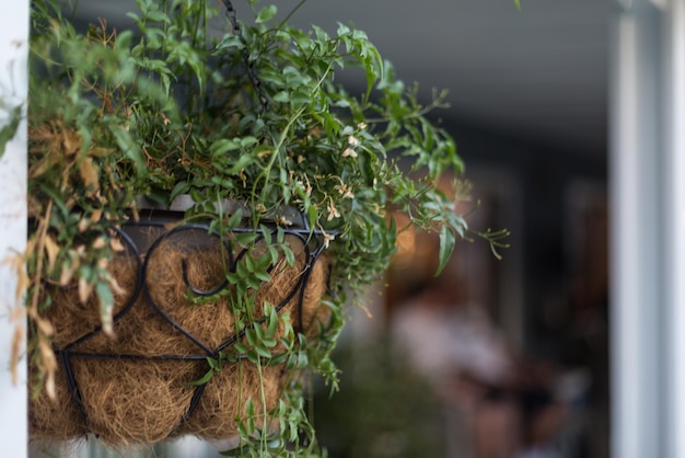 Close-up van een slang op een plant