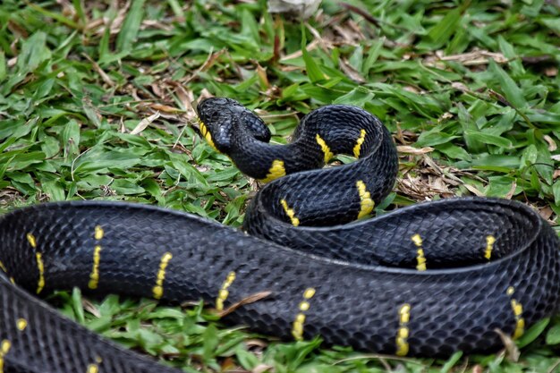 Foto close-up van een slang op het veld