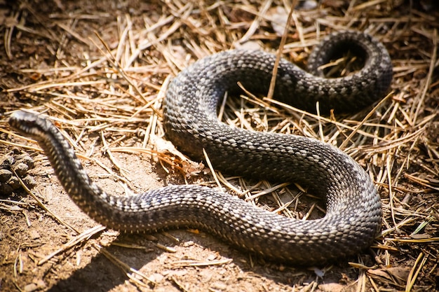 Foto close-up van een slang op het veld