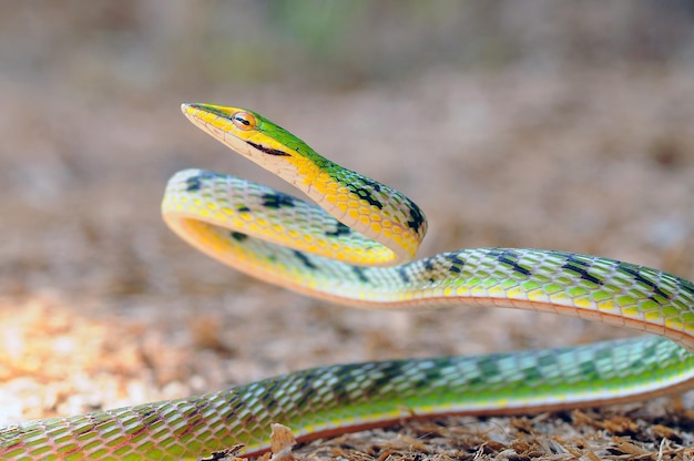 Foto close-up van een slang op het veld